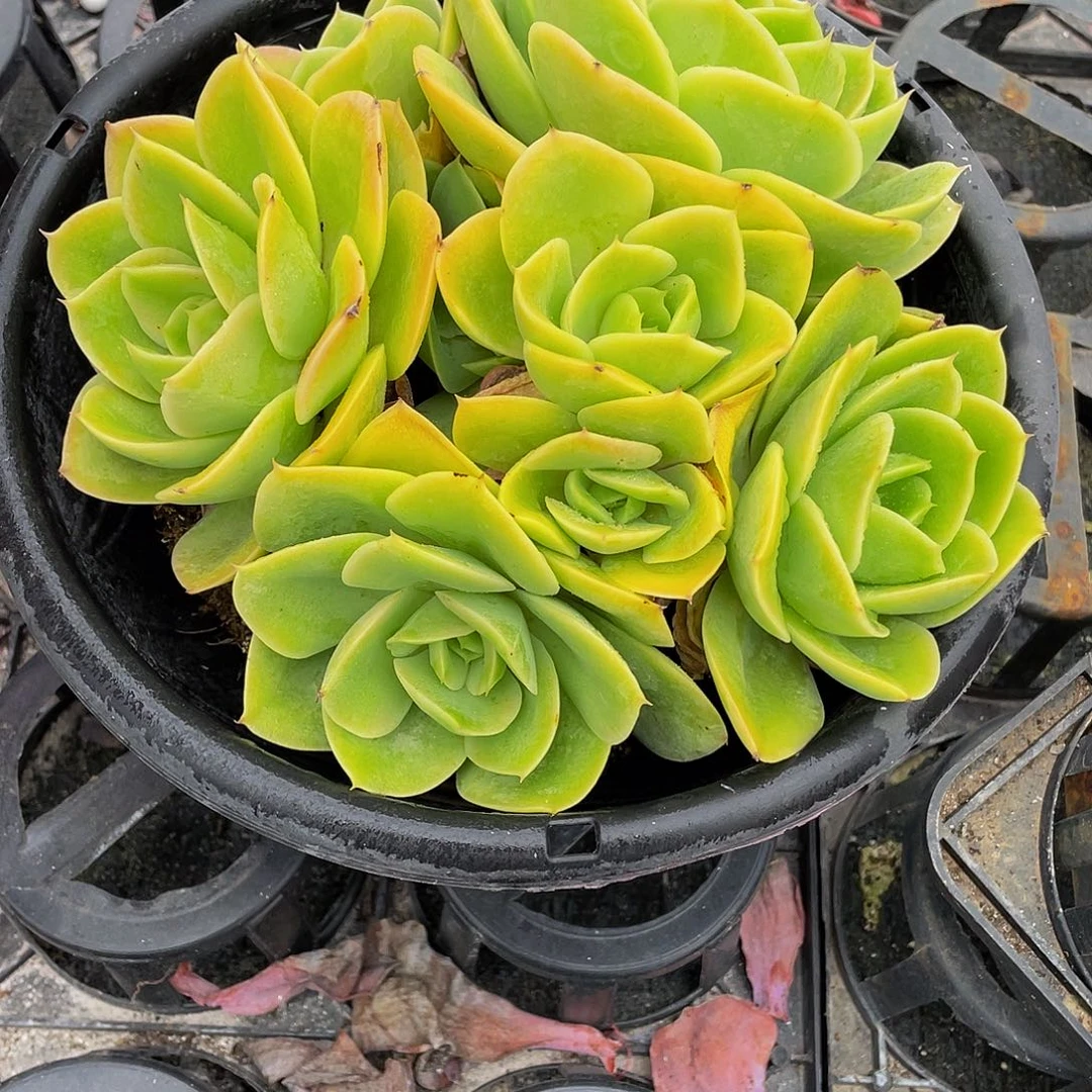 云***白辛纳塔多肉植物群