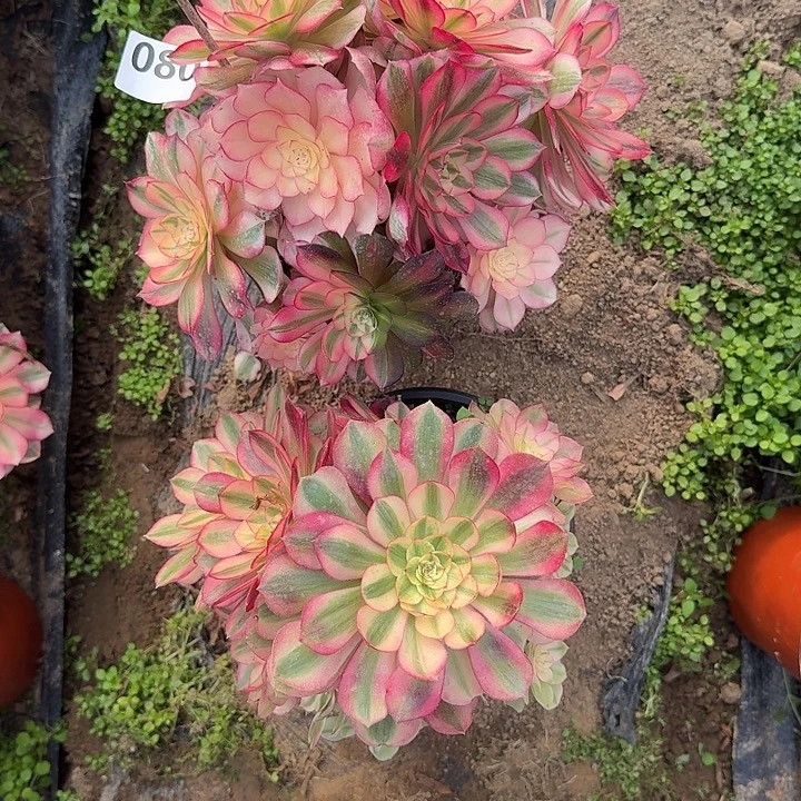 倾城俩080hhhhhhhhhhh