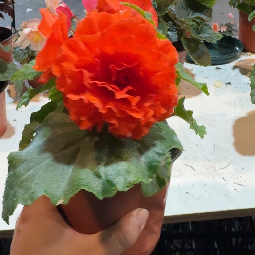 绿叶橙夫妻 求根海棠