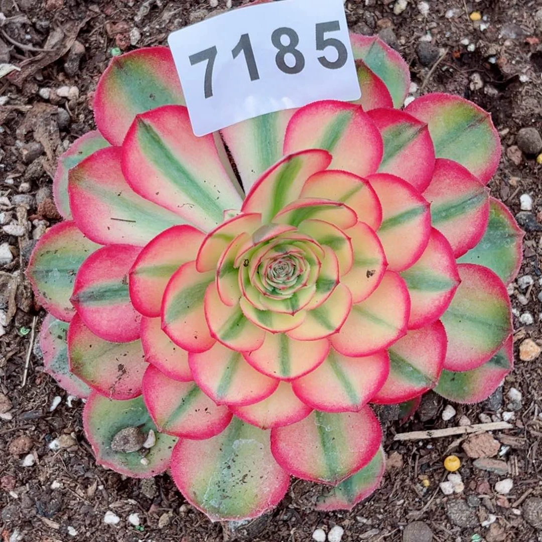 荔枝多肉发货发货