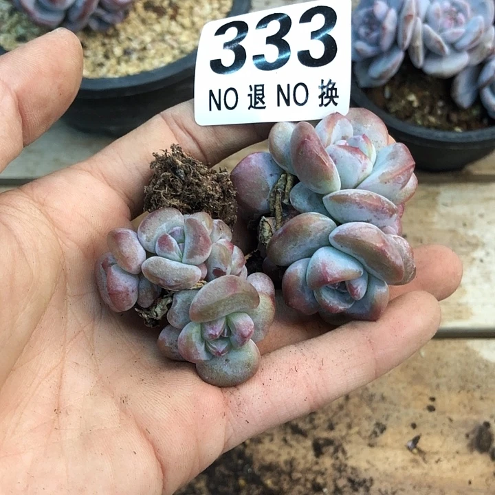 星影石榴籽福利出咯 333