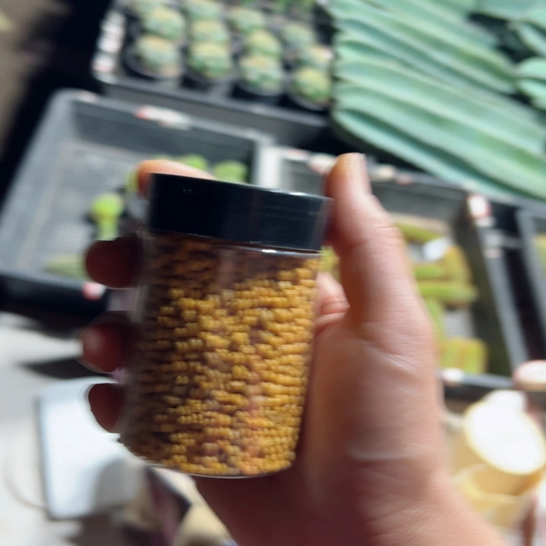 下仙人球用奥绿150克左右20包邮