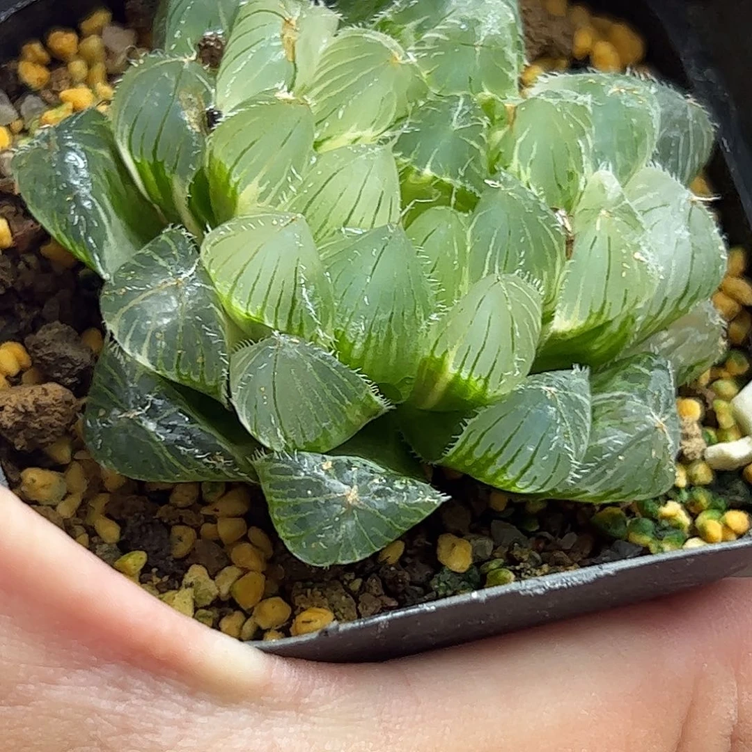 冰魄玉露锦十二卷多肉植物