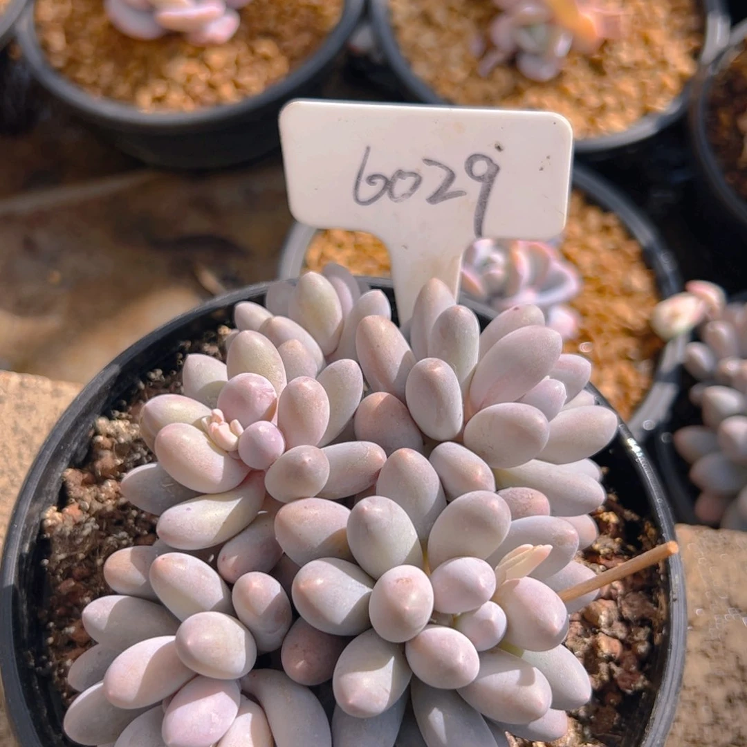 汤圆3029号一物一拍