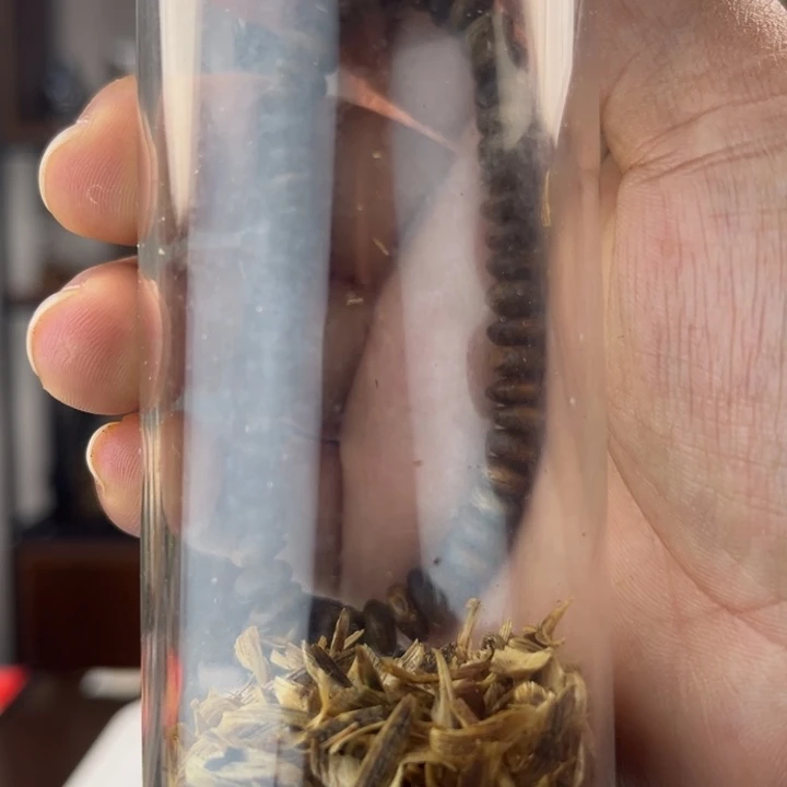 沉香沉香碎屑奇楠算盘珠8mm单 多样性发一SY-137