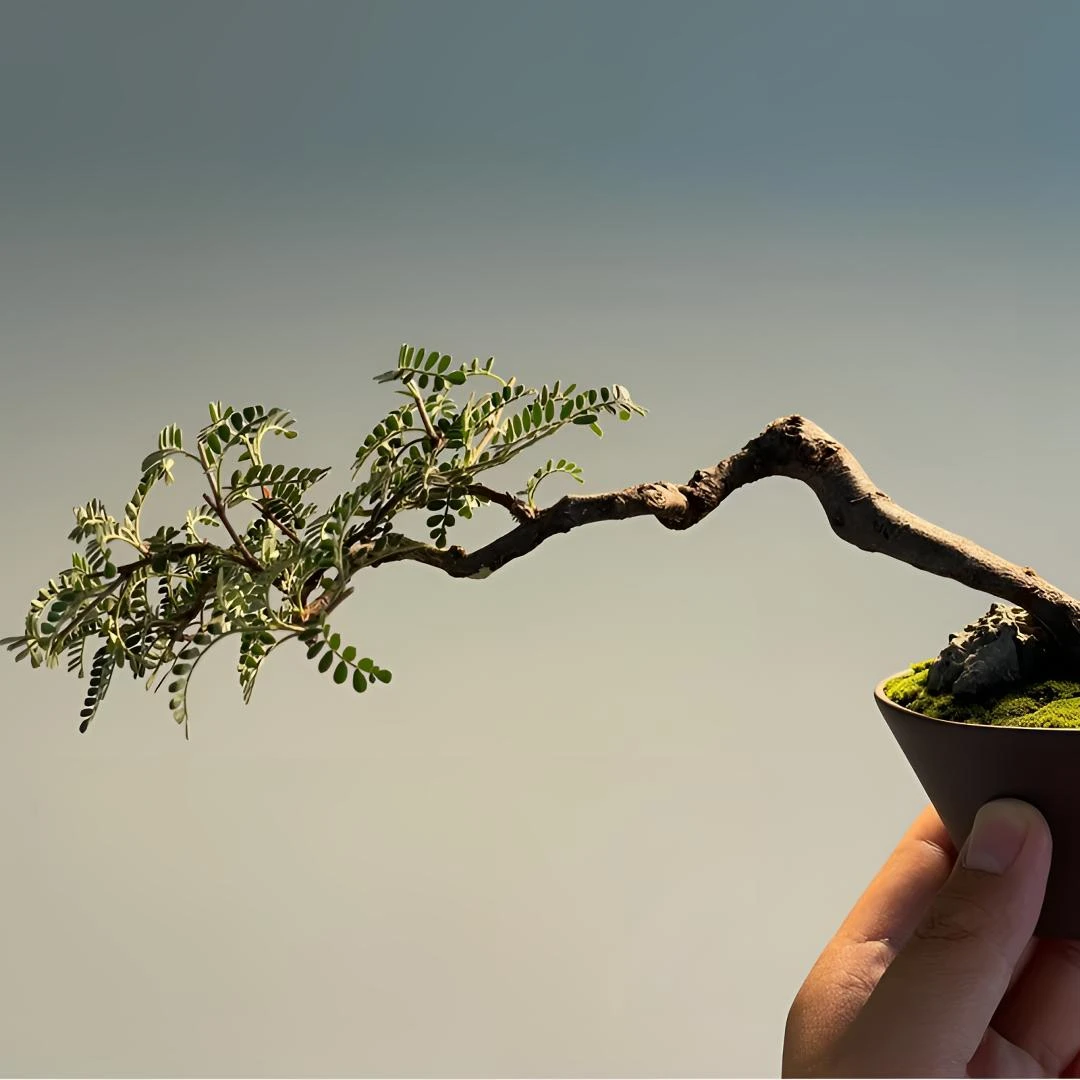 【一物一拍】云南小石积盆景素材桩直播专用