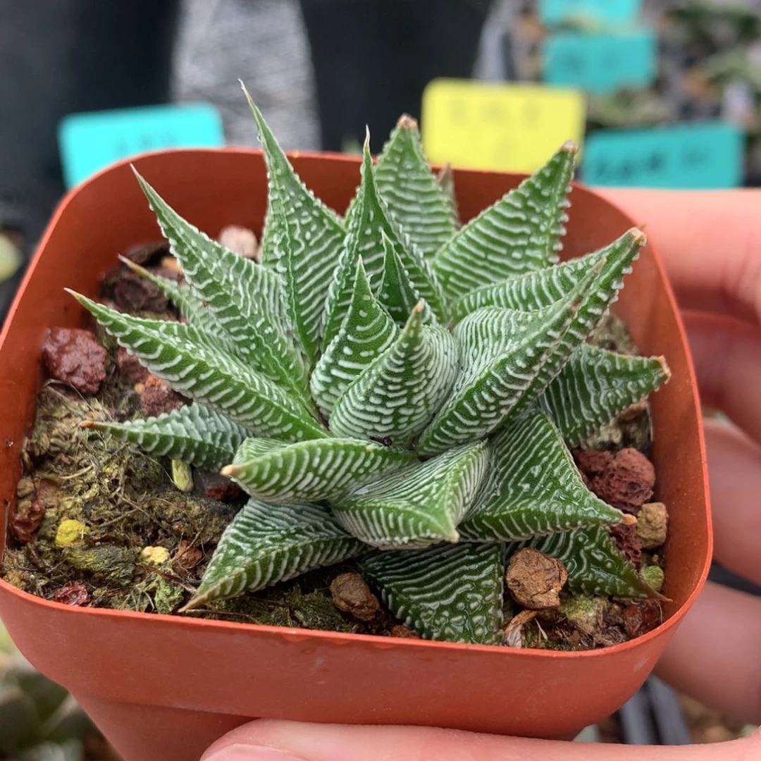 白马硬叶一物一拍