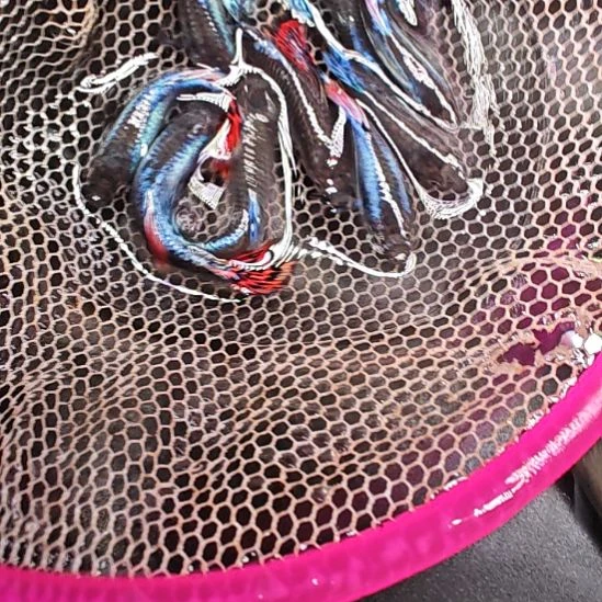 孔雀鱼大耳朵马赛克  3只包邮  尺寸2.5/3