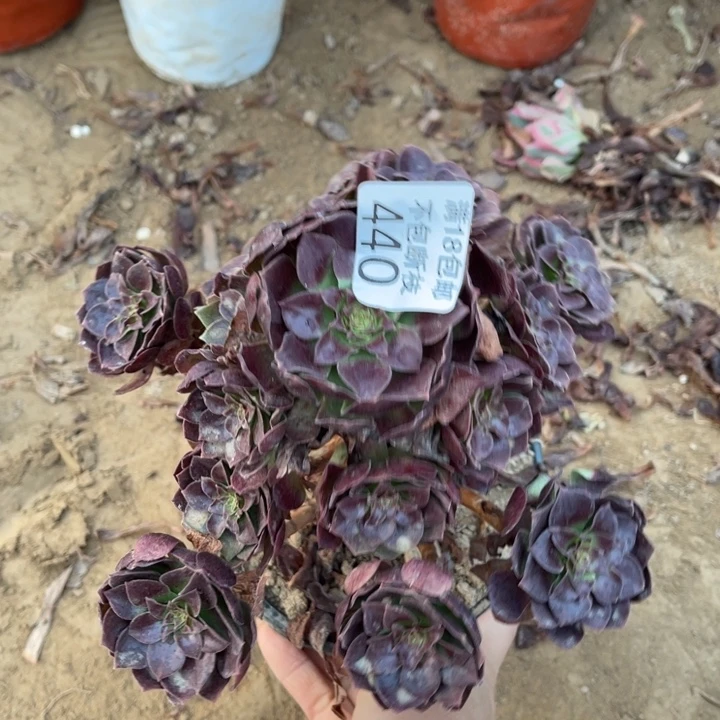 440黑魔手捧1号棚