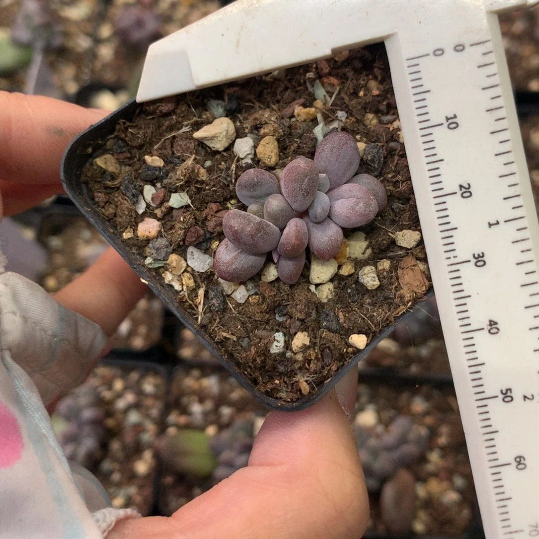 4个头起，乌里韦亚