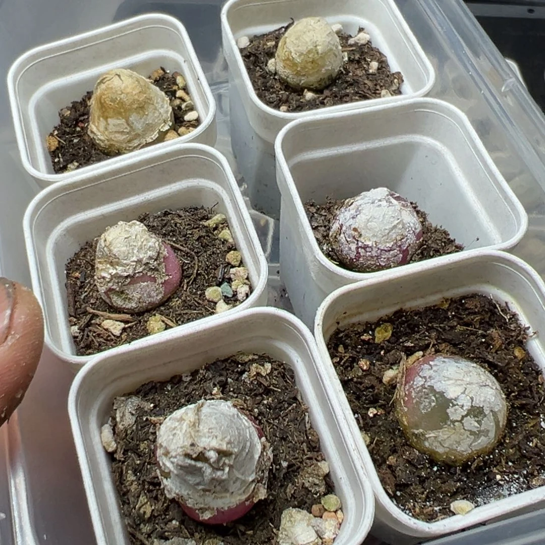 【闪购商品】 242。