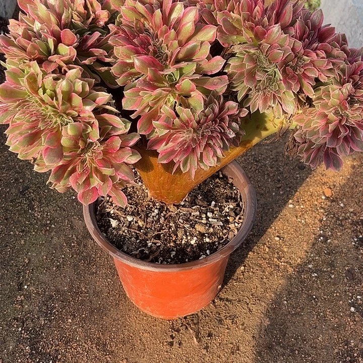 多头植物缀化…………