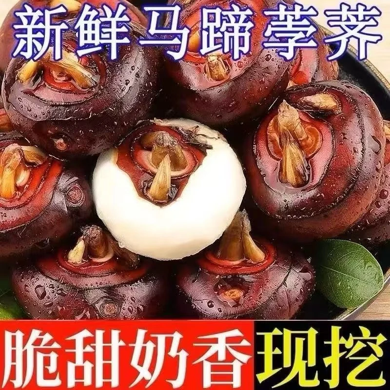 广西荔浦水果马蹄现挖新鲜荸荠产地直发