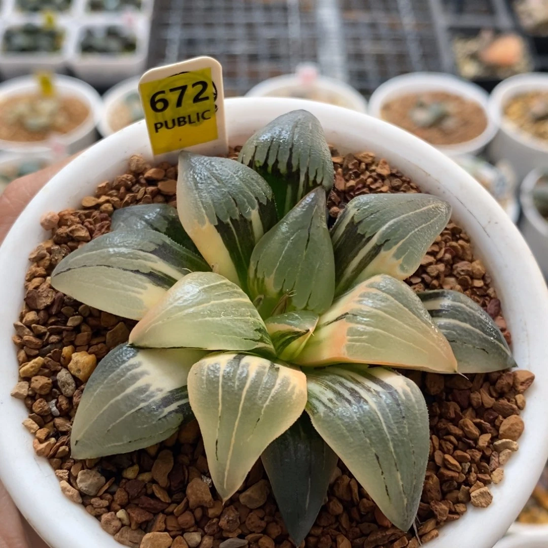 672号红纹寿锦多肉