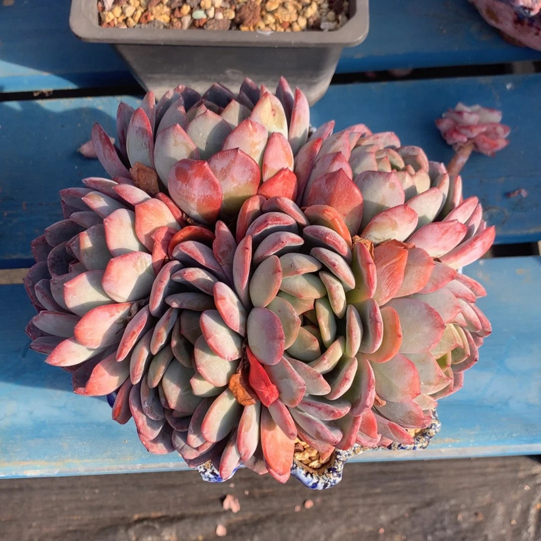 全明星老桩无砍一物一拍