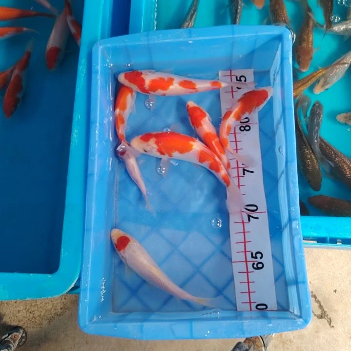 海水顺丰包邮开箱包活1