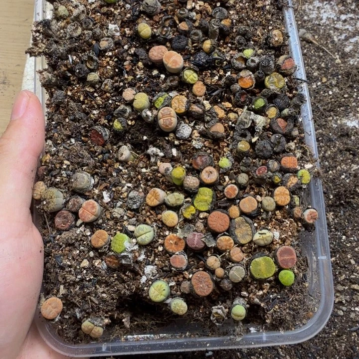 ****六多肉植物的生长发育211