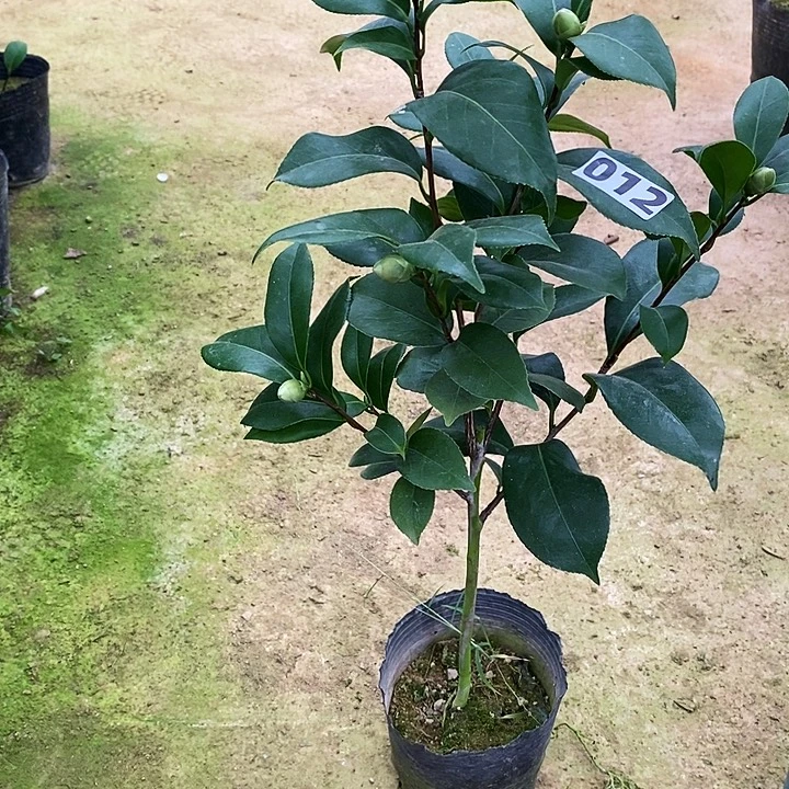 无花朵乔伊。