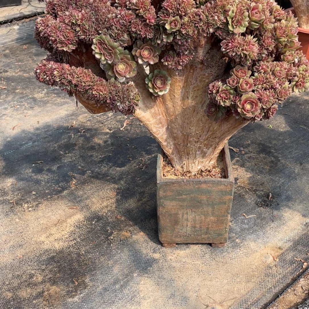 人*万圣节缀化脱土发货