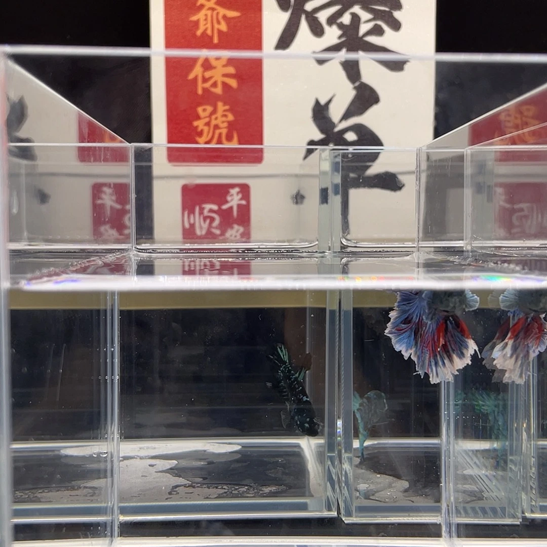 斗鱼可博高端精品成鱼竞拍0923