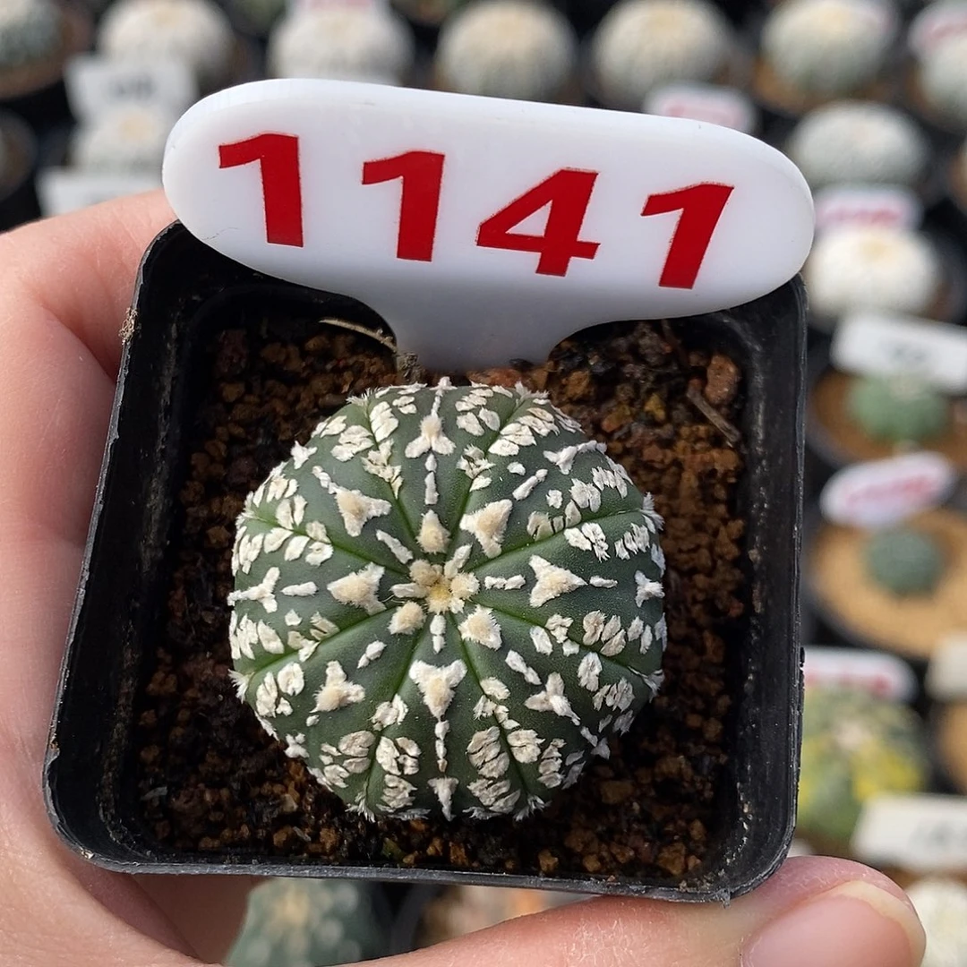 1141v兜系列福利来袭