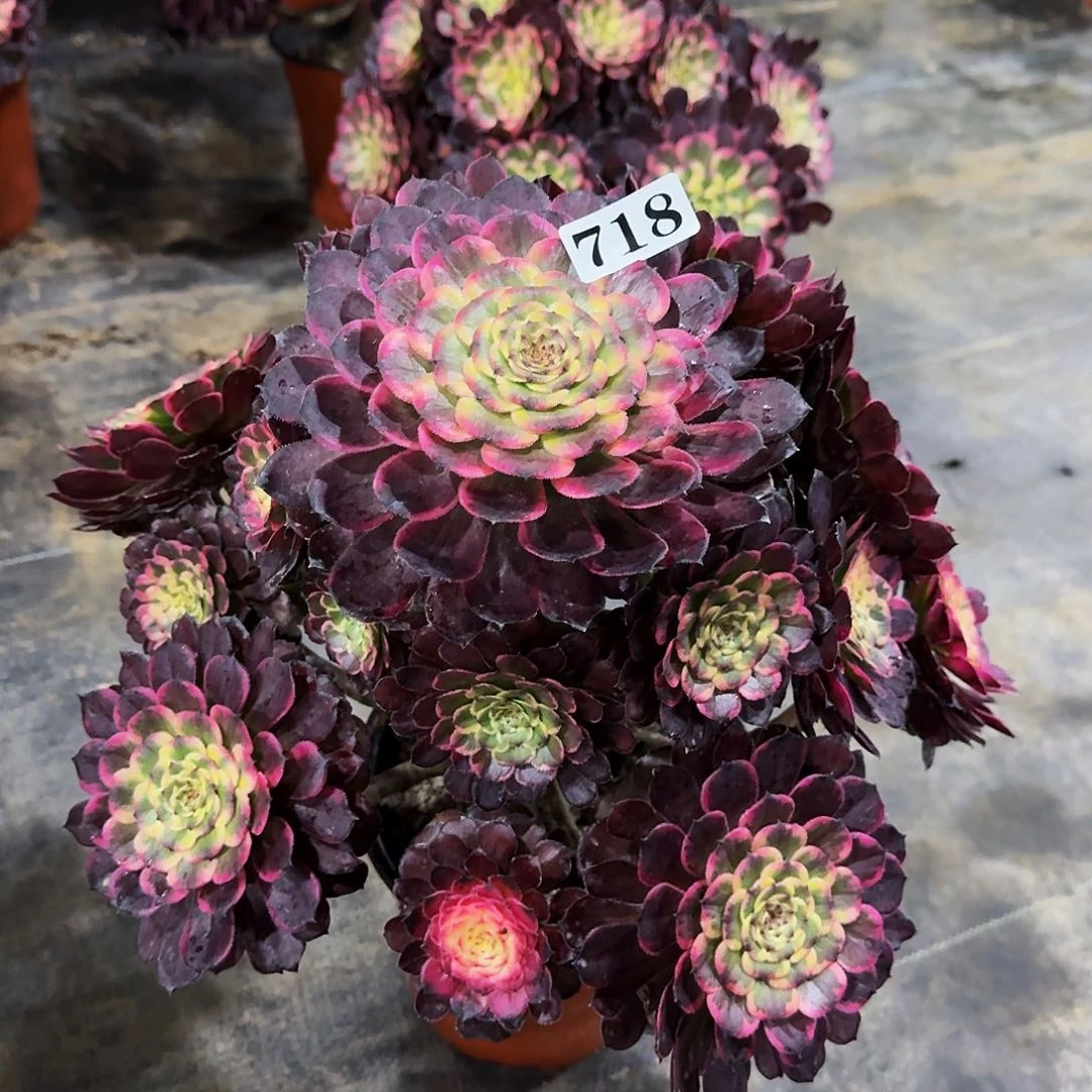 000000718黑金刚多肉植物