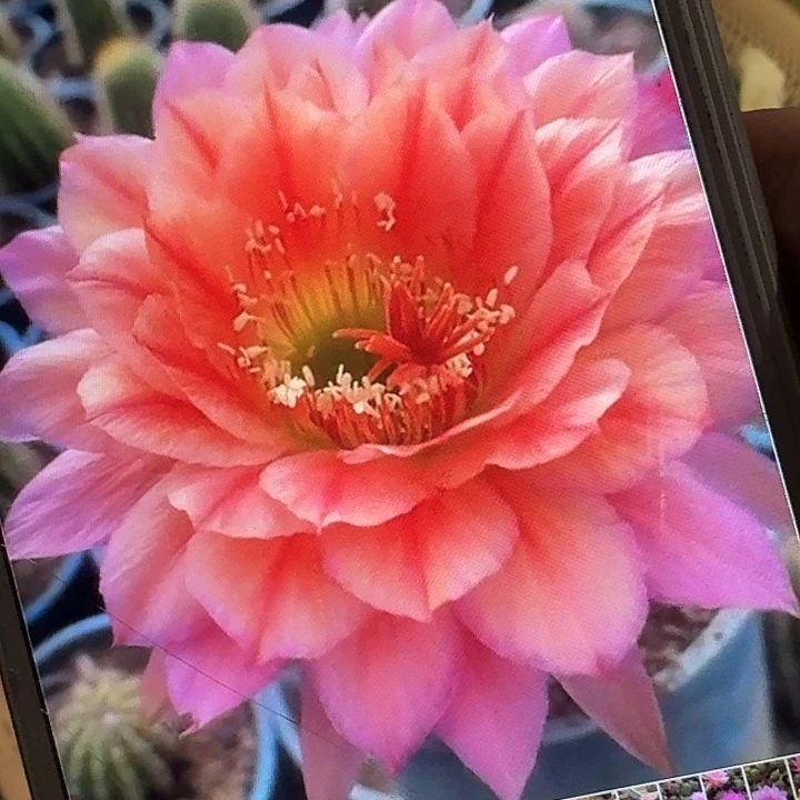立夏侧芽5公分左右毛花柱（20包邮）容易掉刺