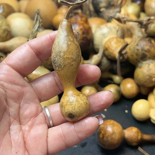 哈****酒葫芦葫芦葫芦葫芦