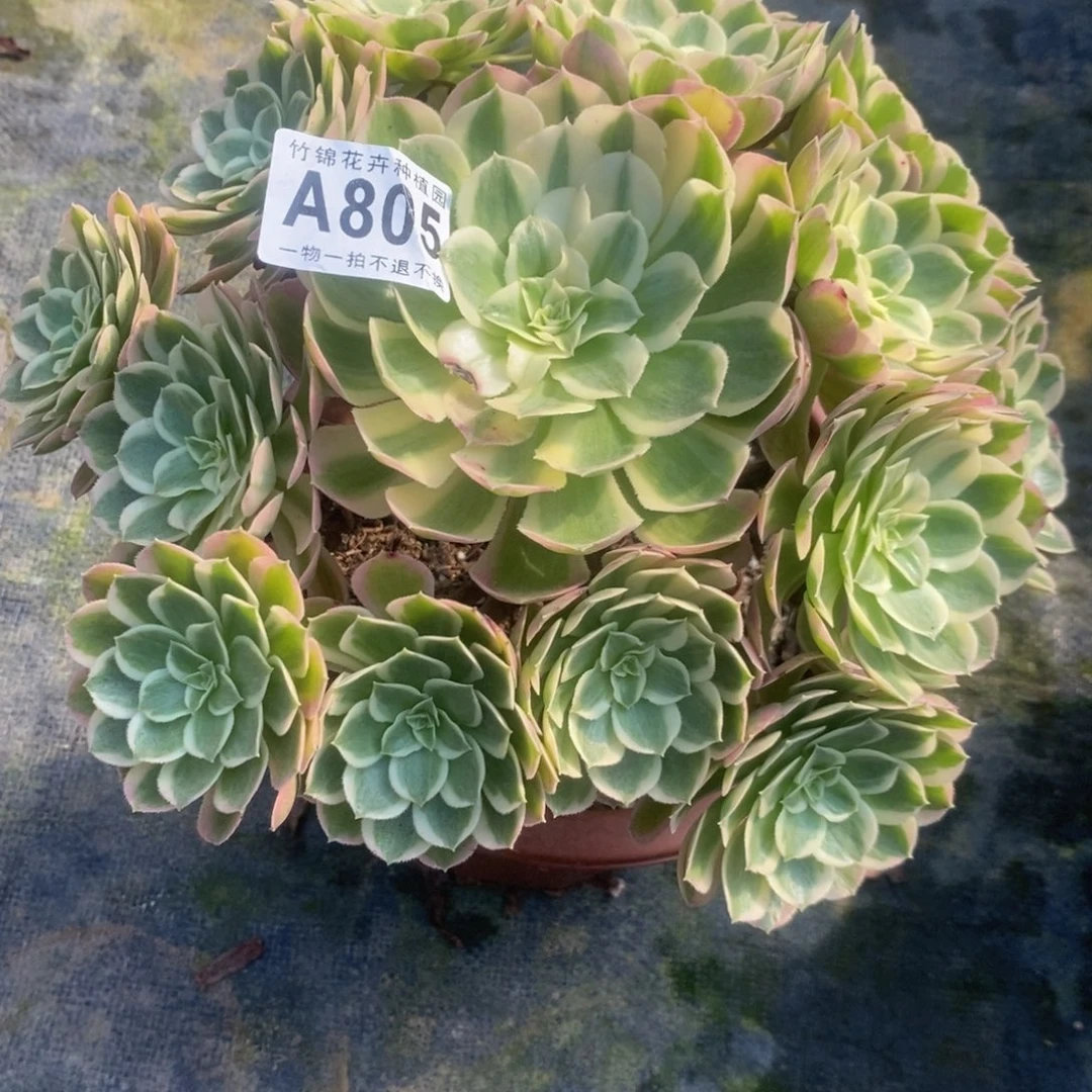 805孔雀翎福利小棵