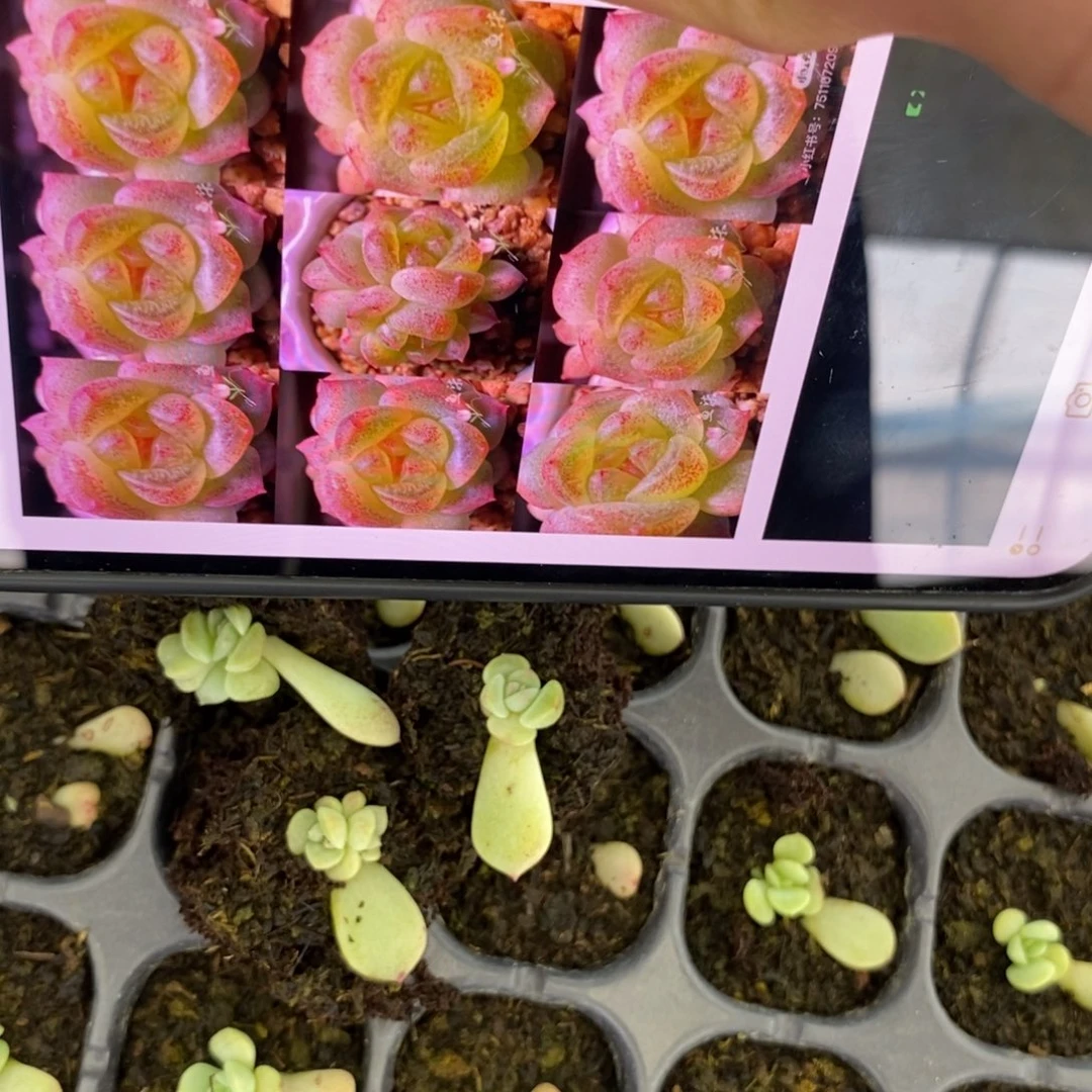 穴盘花开甜心9鱼柒芽苗一个多肉