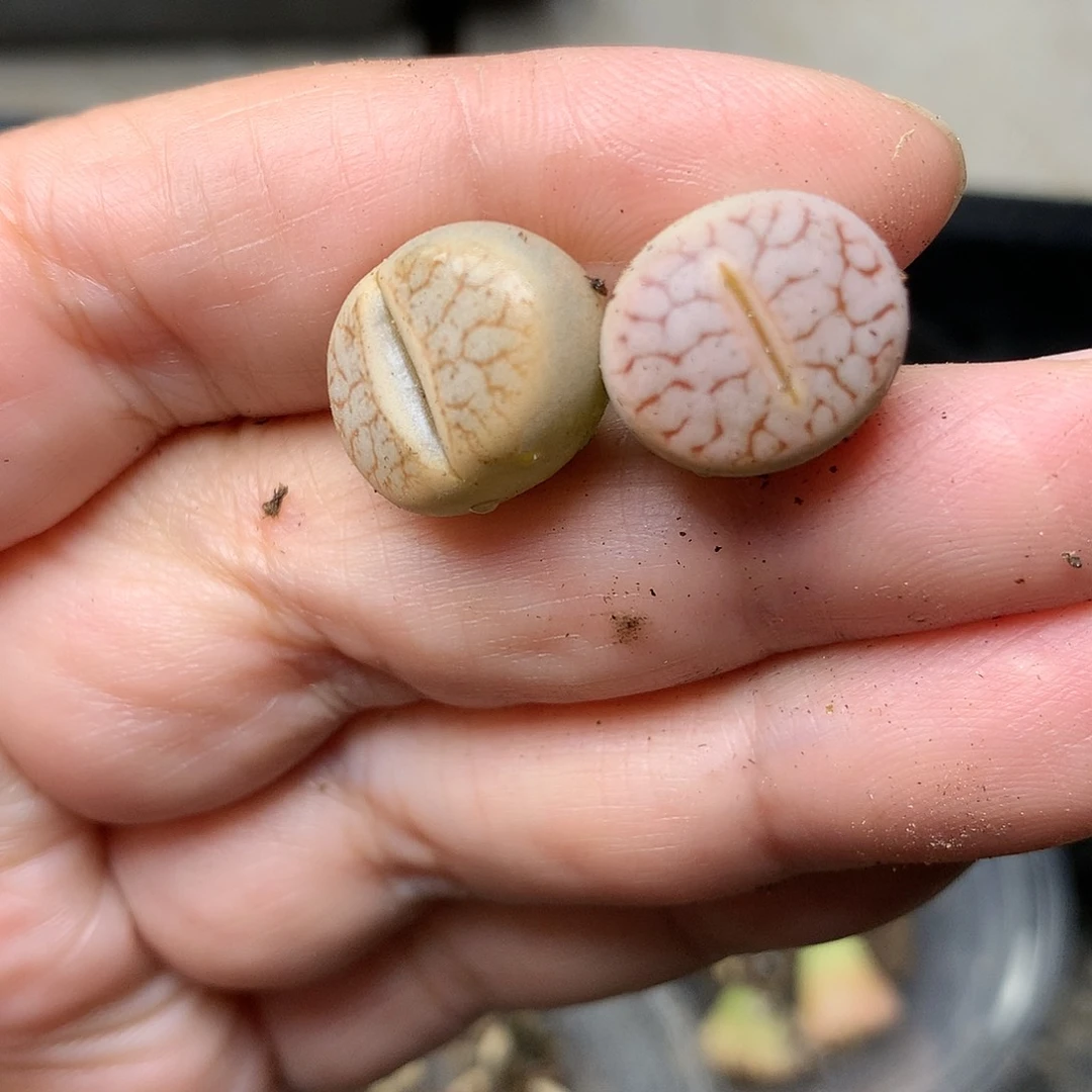 T280多肉植物保护