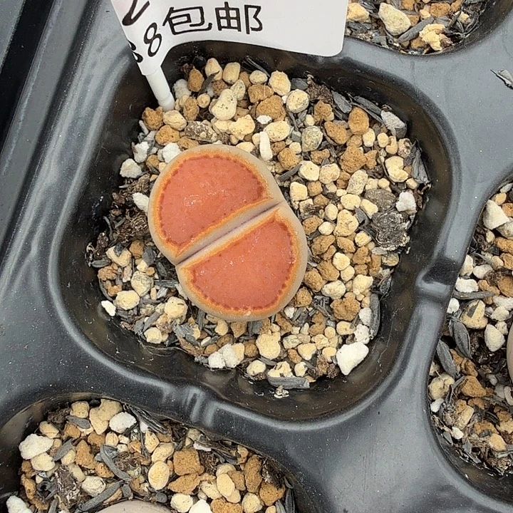 金边饼干单头2厘米 脱土发