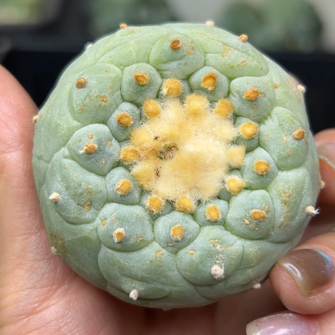 美**晴624 有根 仙人球的世界