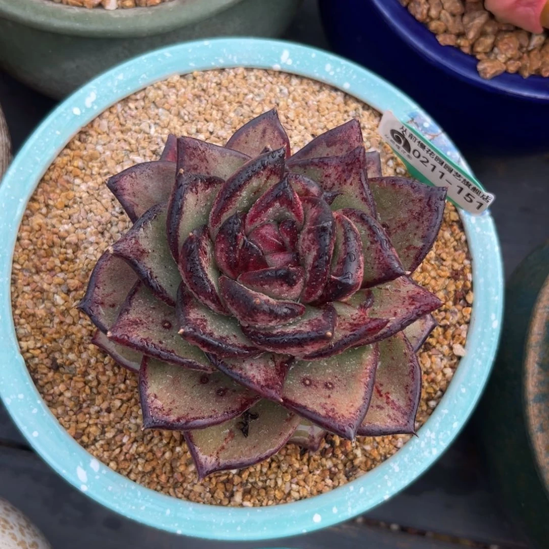 多肉一物一拍0211-151