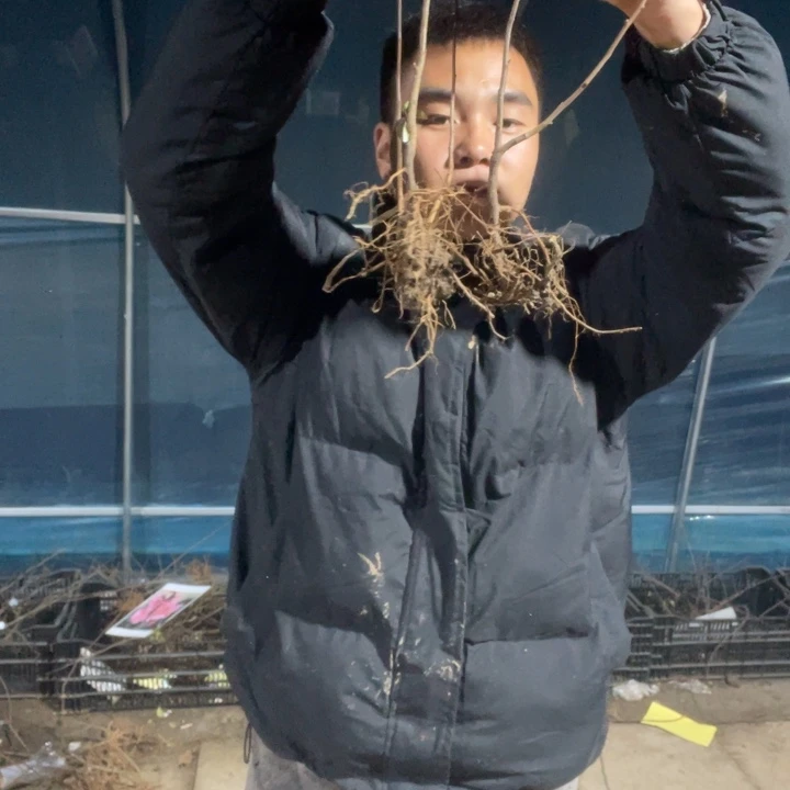 两颗    初心海棠花