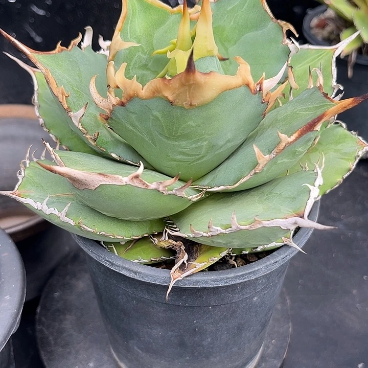 无花朵龙舌兰仁王冠南霸王