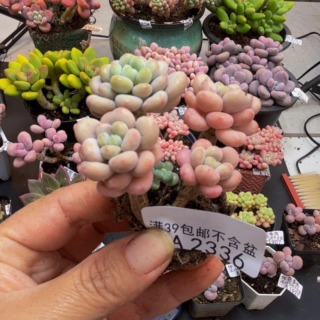2336洛可可5cm多肉