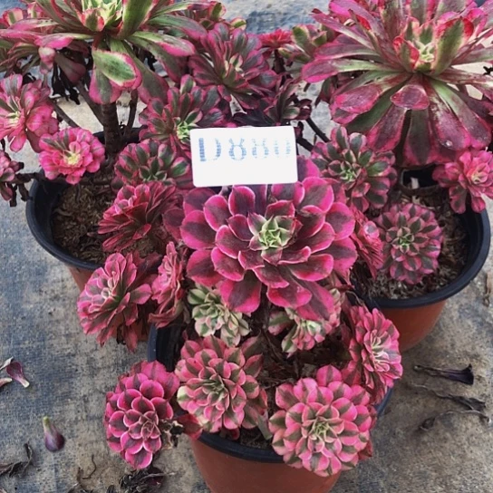 玻***心无花朵法师多肉植物组合880