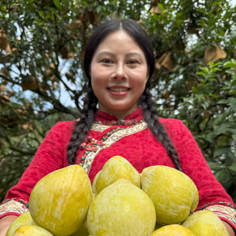 乐昌九峰山黄金柰李脆甜多汁现摘现发顺丰包邮