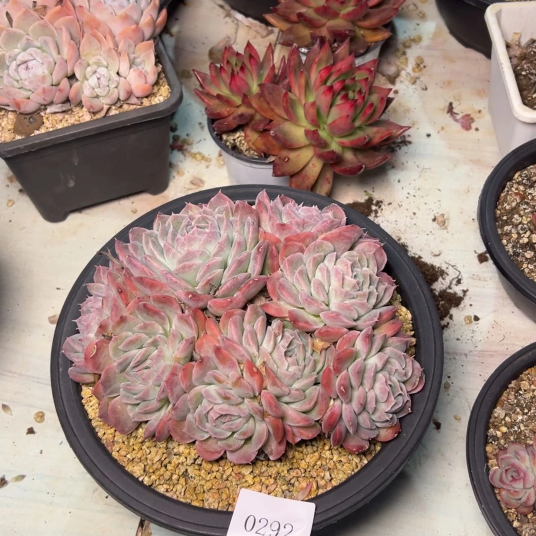 朱*0292肉多哦多么多哦