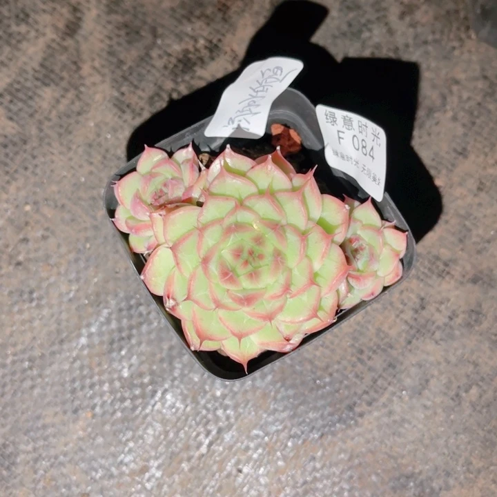 溺****084 带陶瓷盆发货 满28包邮