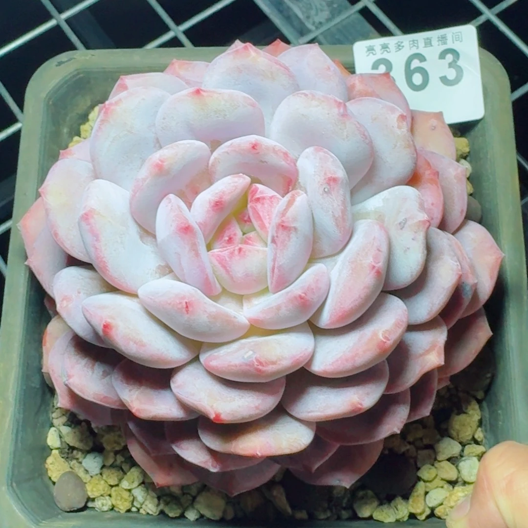 郭***杰橙子      愿你一路坦途，乘风破浪展宏图