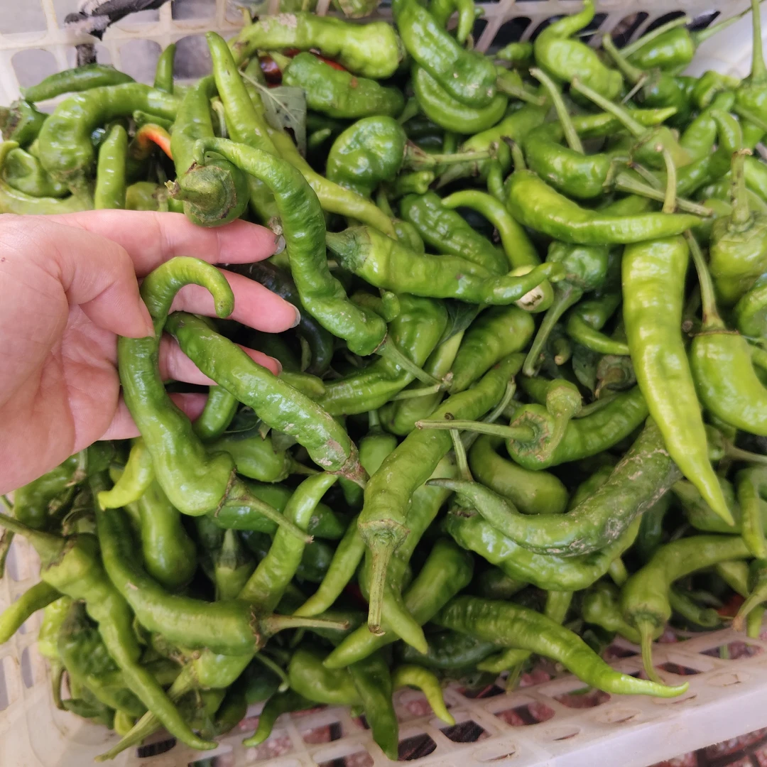 湖南新化新鲜农家自种青辣椒