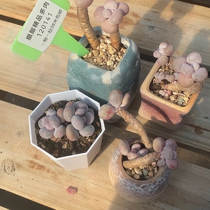 你替我句哟哟我得的又痛