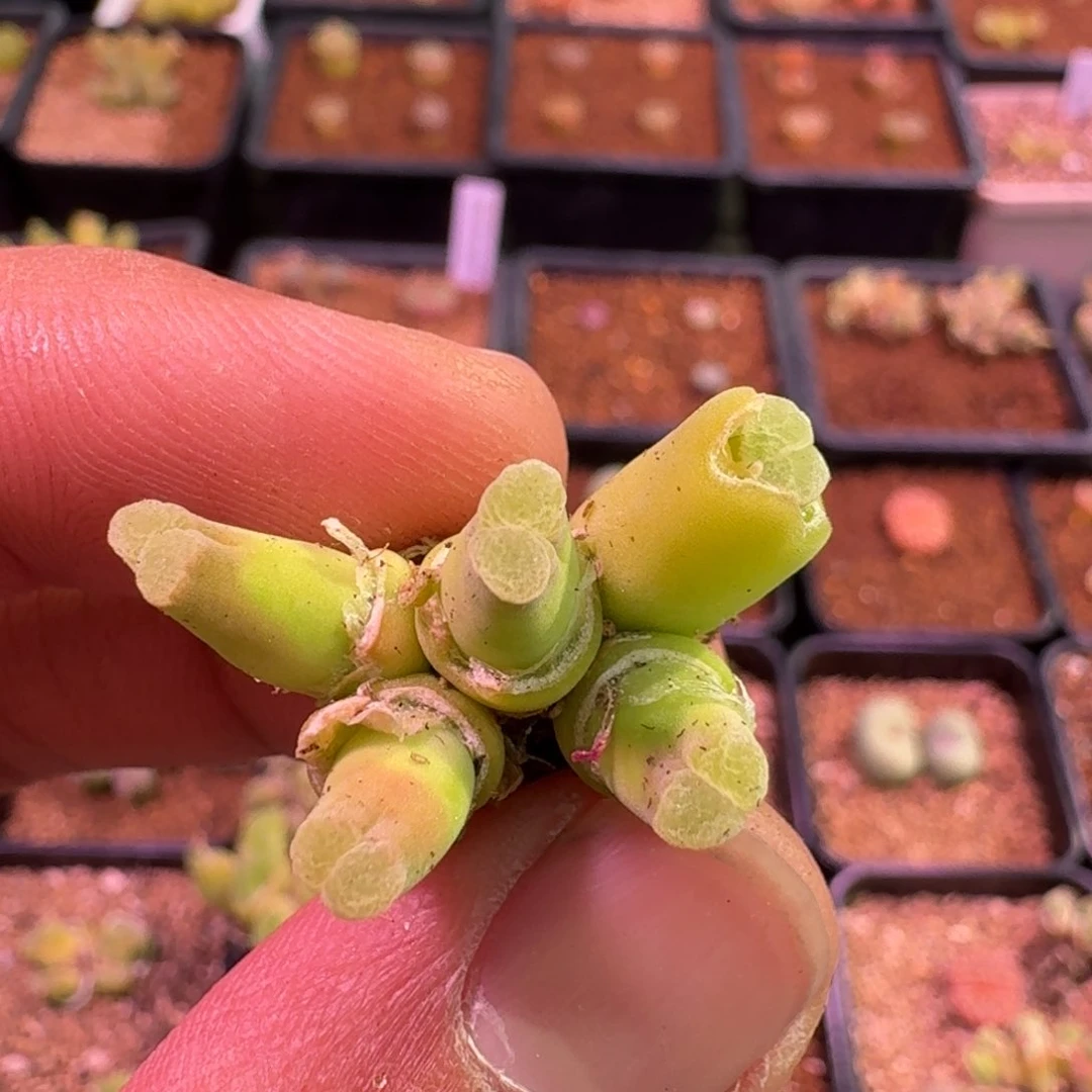 云缦精品番杏14.7粉绒窗