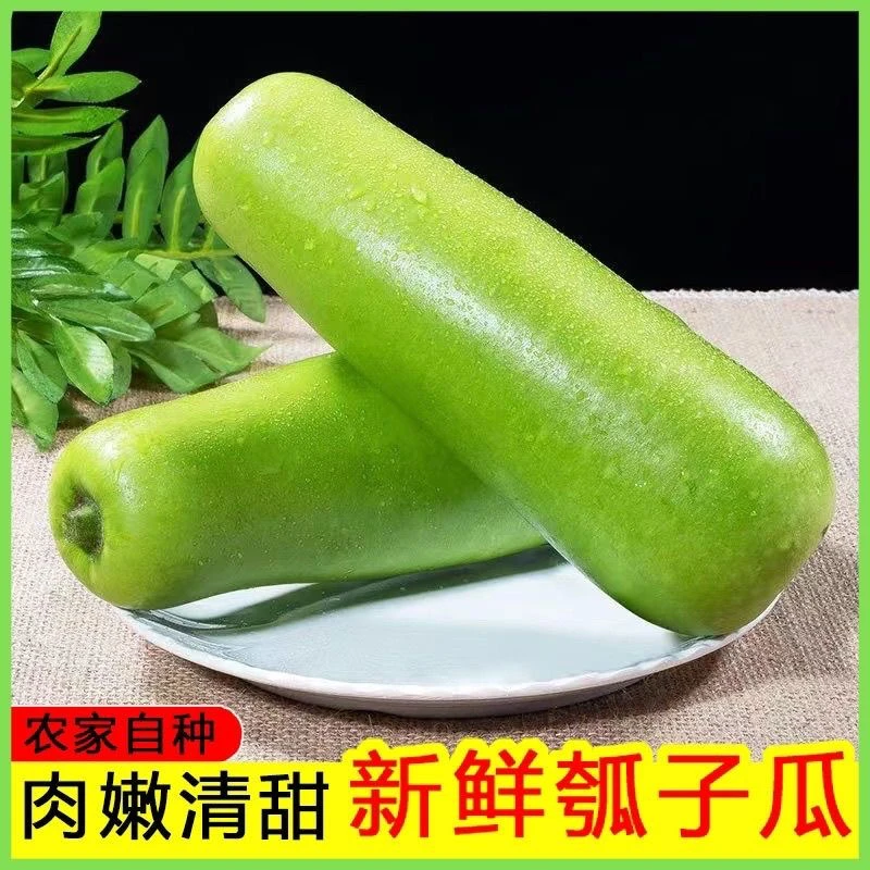 福建蔬菜蒲瓜胡瓜瓠瓜夜开花4斤农家露天种植水果