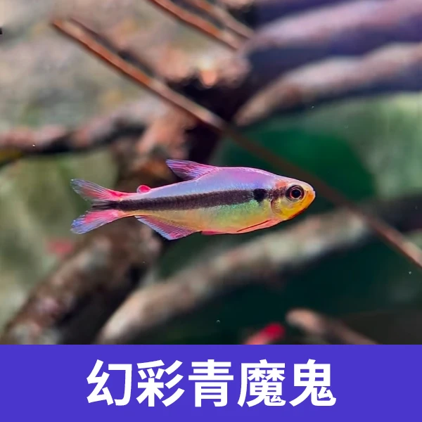 野幻彩青魔鬼灯鱼