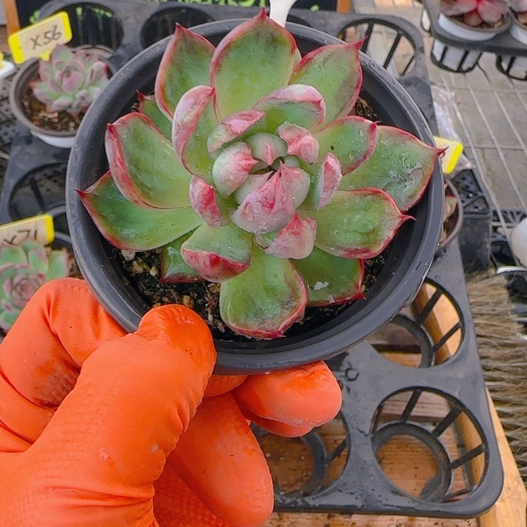 X99 惊鸿多肉植物