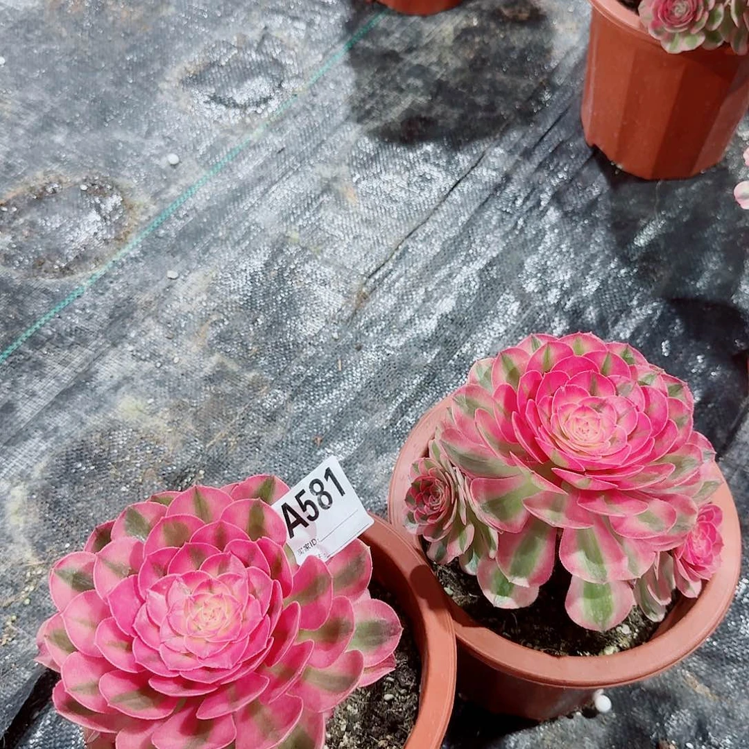 夜***星荔枝两颗法师581