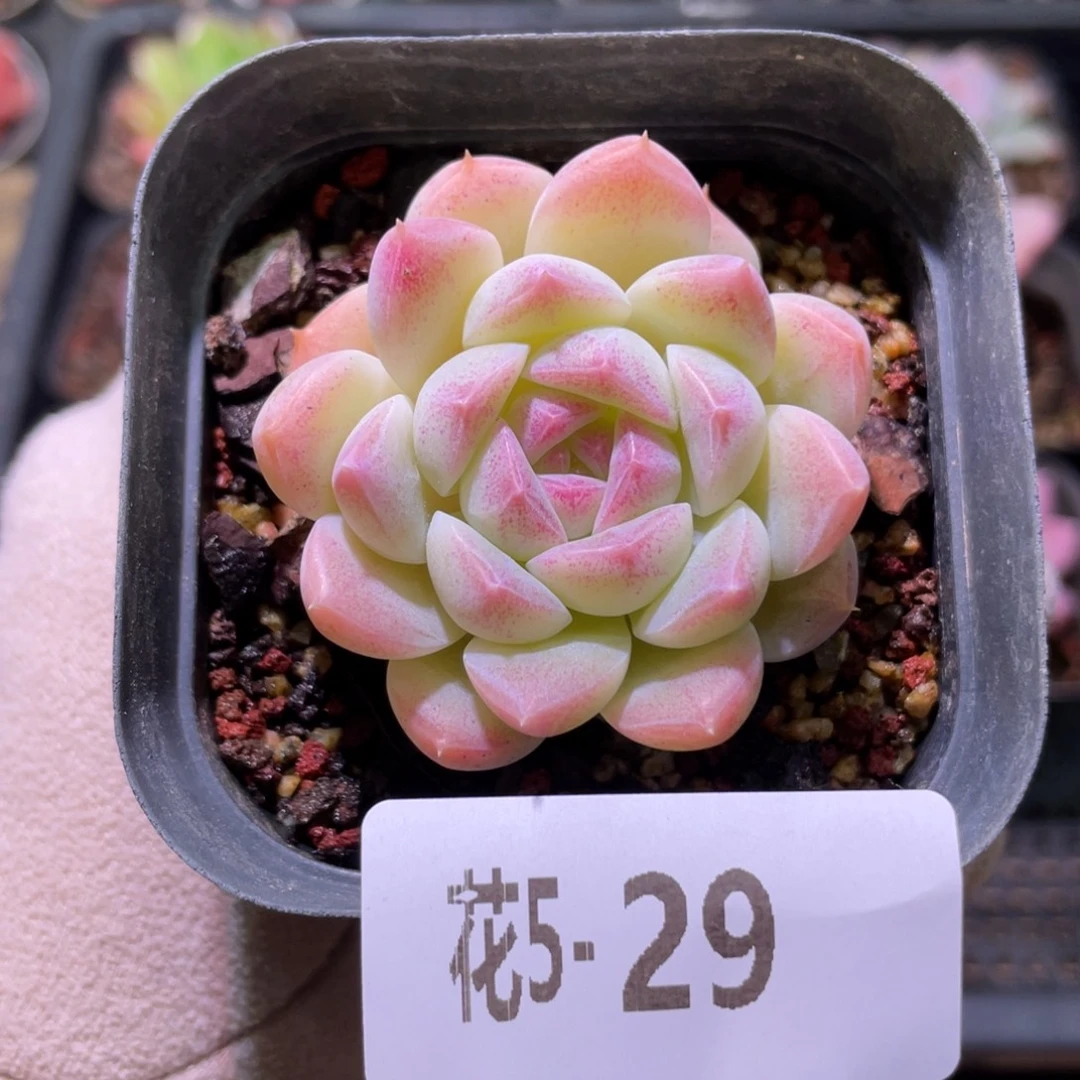 花利美5-29明月心